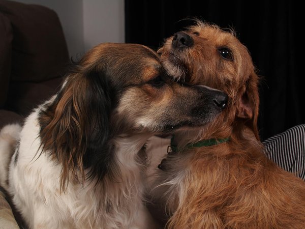 Descubre los productos más destacados para tus mascotas en españa en 2024